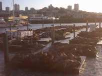 Pier 39 Sea Lion Herd Swells To Record High