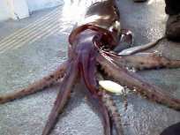 Giant Squid Invade Monterey Bay