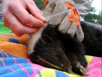 Rescuers Go to Bat for Stuck Skunk