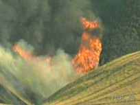 Cow Starts Fire, Grass Bursts Into Flames