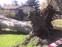 Timber! Winds Make First Strike in South Bay