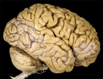 Intel Researching Channel Surfing With Your Brain