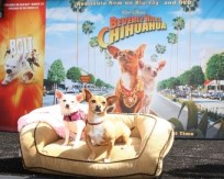 Welcome Home, Lefty the Chihuahua