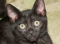 Jim Beam is Adopted, Jack Daniels Stolen