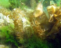 America's Cup Could Unleash Killer Kelp