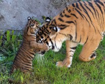 Sumatra Tiger Family at SF Zoo