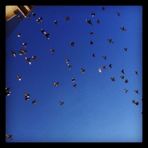 Bird Season Open at San Jose Airport