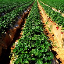 Weird Weather Affects Berry Crops