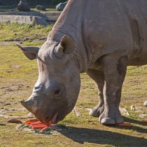 SF Zoo's New Rhino Will Eat Ravens