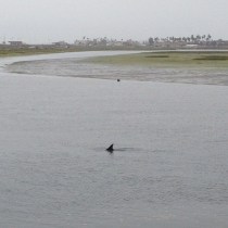 Kayakers Report Great White Shark Attack