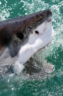 Great White Sharks Endangered, Environmentalists Say