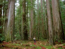 Use Your iPhone to Save Redwoods