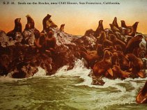 Sea Lions Seen at Seal Rocks Again