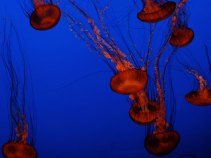 Jellyfish Gum Up Monterey Aquarium's Waterworks