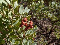Rare Bush Back from Brink of Extinction