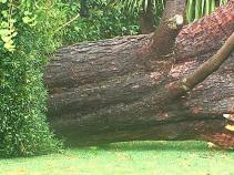 Tree Falls on Three in Busy Shopping Center
