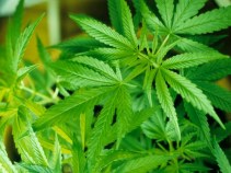 Driver Discovers Biggest Pot Garden Ever