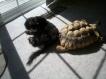 Solar Project Could Doom Tortoises