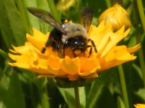 Native California Bees, Crops Vanishing