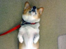California's First Dog Is Official