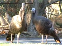 Danville Hires Hit Man for Wild Turkeys