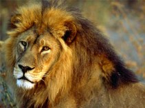 Lion's Meat on Menu at Burlingame Restaurant