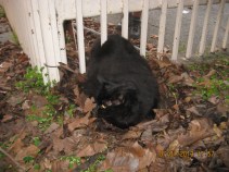 Fat Cat Rescue Highlights Cathood Obesity