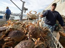 49ers-Ravens Sets Off Crab War