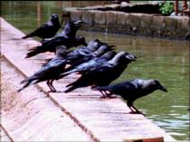Crow Population Explodes in Bay Area