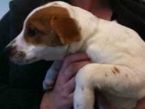 Marin's New Dog Rescue Center in Photos