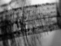 Earthquake Shakes Bay Area
