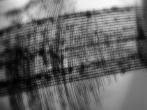 Special Section: Earthquakes