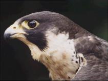 One of SJ City Hall Falcons Dead