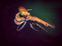 SF Aquarium Buys Fisherman's Octopus