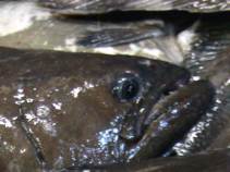 Botulism Fears Close Fish Processing Plants