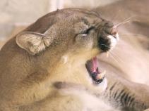 Mountian Lion Pops Up Along Coast
