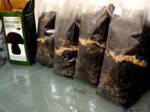 From Coffee Grounds Sprout Mushrooms