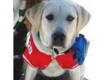 Missing Guide Dog in Training Found