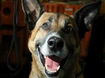 More Drug-Sniffing Dogs at Bay Area High Schools