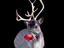 Check Out Real Live Reindeer at SF Zoo