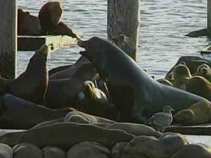 Shoot a Sea Lion, Go To Jail