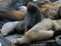 City to Sea Lions: Keep Out!