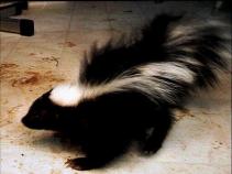 Rescuers Go to Bat for Stuck Skunk