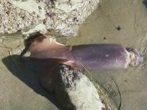 Dead Squid Wash Up On Santa Cruz Shore