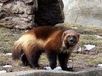Feds Won't Protect Wolverines from Extinction