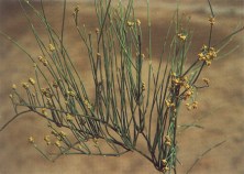 Oaklanders Begin Cultivating the Other Medicinal Herb