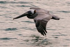 Brown Pelican Back From the Brink
