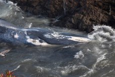 Blue Whale Blubber to Become Black Gold