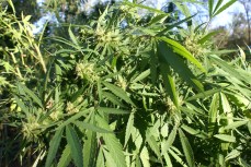 Pot Ring Busted With 50 Grow Homes
