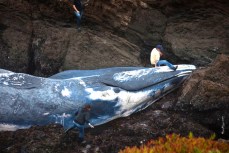 What to Do With a 50-Ton Whale